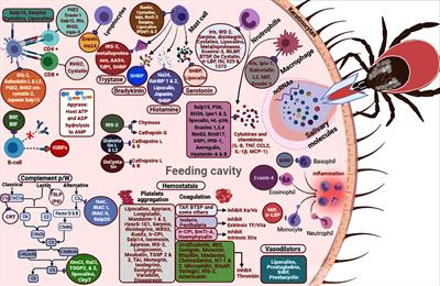 Host Immune Responses to Salivary Components - A Critical Facet of Tick-Host Interactions